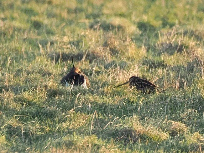 Lapwing and Snipe - Harry Appleyard.