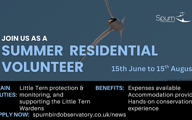 Residential Summer Volunteers