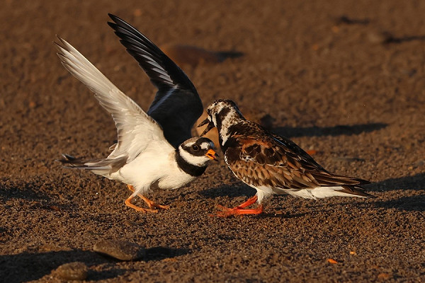 Ringed Plover with trespassing Turnstone - Tate Lloyd.