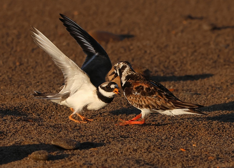 Ringed Plover with trespassing Turnstone - Tate Lloyd.