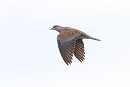 Turtle Dove - Tate Lloyd.