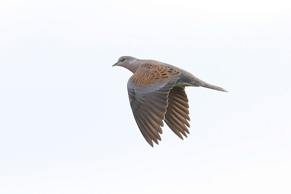 Turtle Dove - Tate Lloyd.