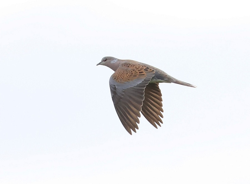 Turtle Dove - Tate Lloyd.