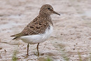 Temminck's Stint - Tate Lloyd.