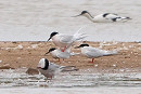 3 Roseate Terns, single Common Tern and Avocet at Kilnsea wetlands - Tate Lloyd.