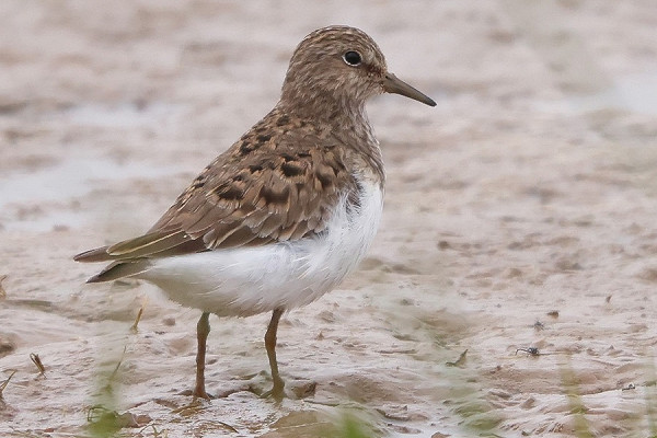 Bird sightings Thursday, 15 May 2025