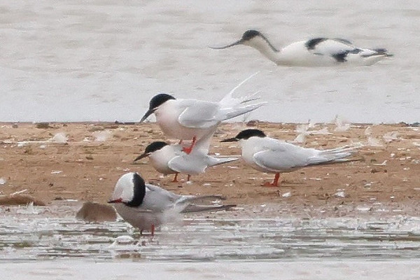 3 Roseate Terns, single Common Tern and Avocet at Kilnsea wetlands - Tate Lloyd.