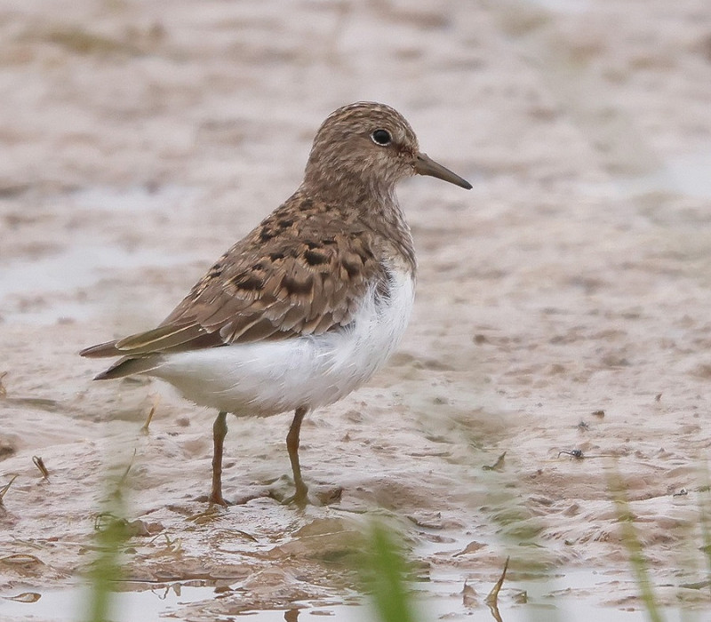Temminck's Stint - Tate Lloyd.