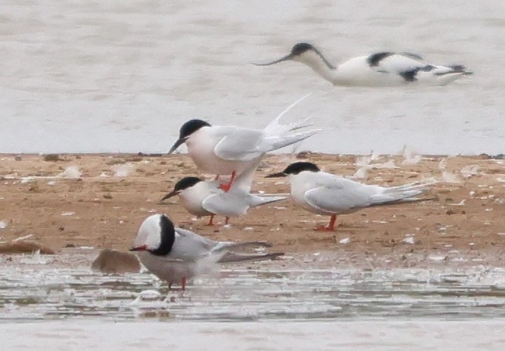 3 Roseate Terns, single Common Tern and Avocet at Kilnsea wetlands - Tate Lloyd.