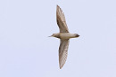 Pectoral Sandpiper - Tate Lloyd.