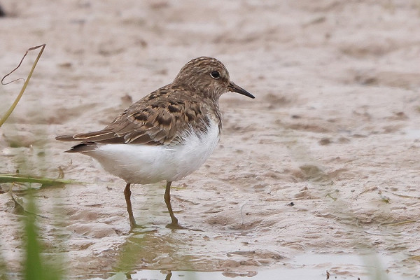Temminck's Stint - Tate Lloyd.