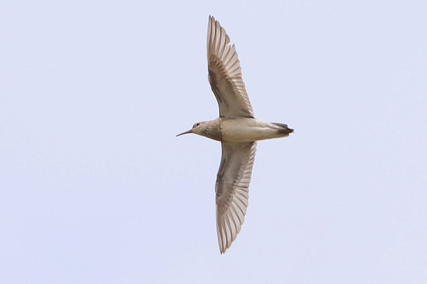 Pectoral Sandpiper - Tate Lloyd.