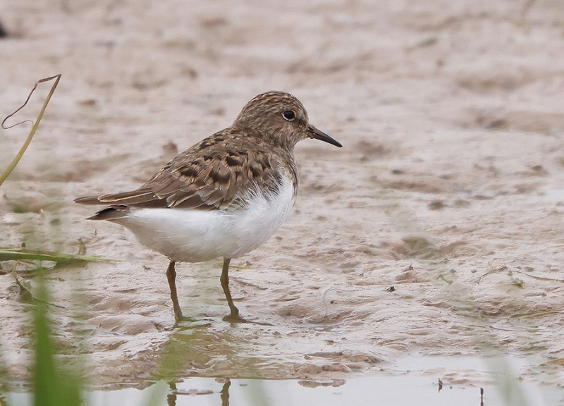 Temminck's Stint - Tate Lloyd.