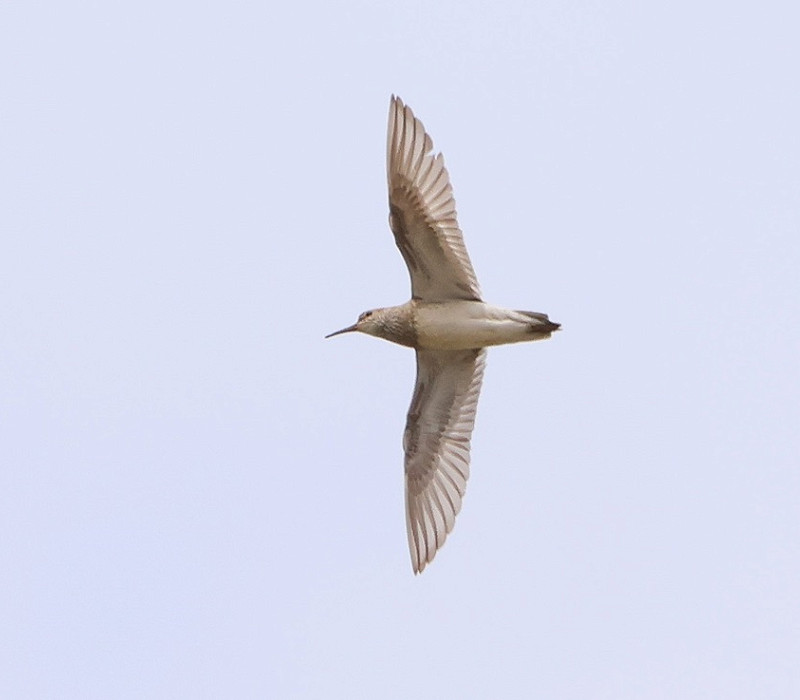 Pectoral Sandpiper - Tate Lloyd.