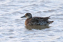 Garganey - Tate Lloyd.