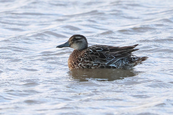 Garganey - Tate Lloyd.