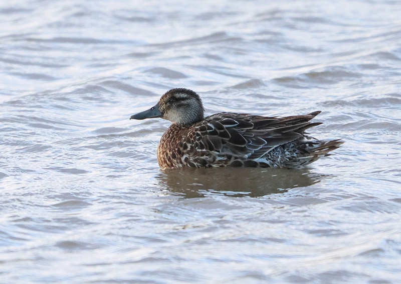 Garganey - Tate Lloyd.