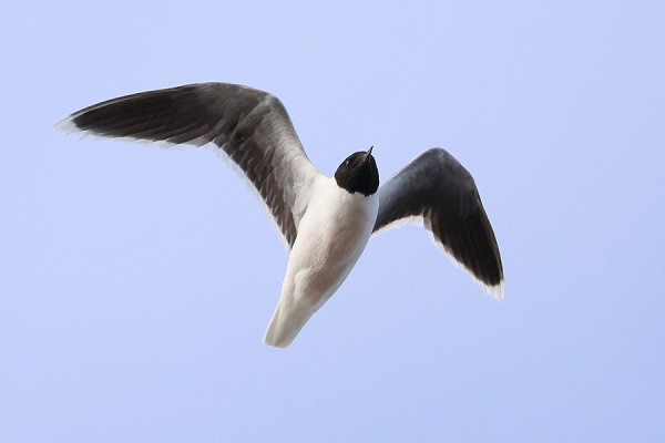 Little Gull - Tate Lloyd.