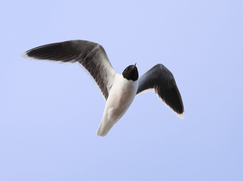 Little Gull - Tate Lloyd.