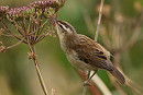 Sedge Warbler - Tate Lloyd.