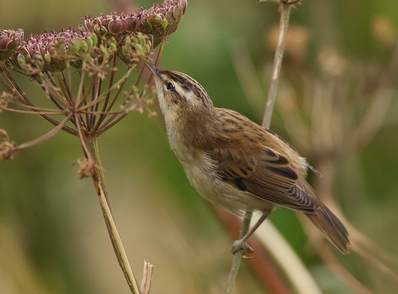 Sedge Warbler - Tate Lloyd.