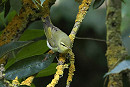 Wood Warbler - Tate Lloyd.