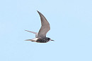 Black Tern - Tate Lloyd.