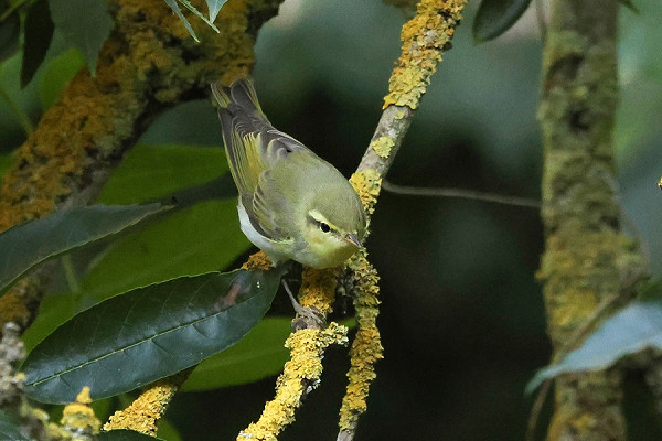 Wood Warbler - Tate Lloyd.