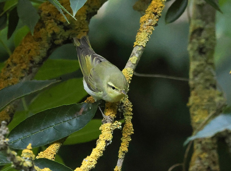 Wood Warbler - Tate Lloyd.