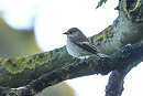 Pied Flycatcher - Tate Lloyd.