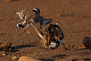 Ringed Plover with trespassing Turnstone - Tate Lloyd.
