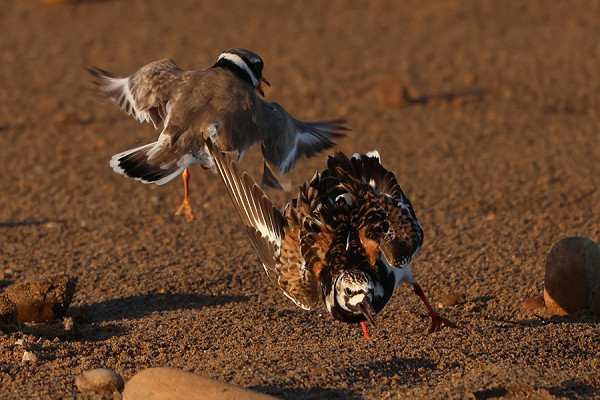 Ringed Plover with trespassing Turnstone - Tate Lloyd.