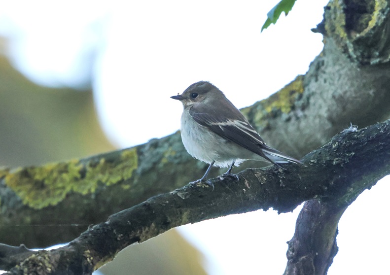 Pied Flycatcher - Tate Lloyd.