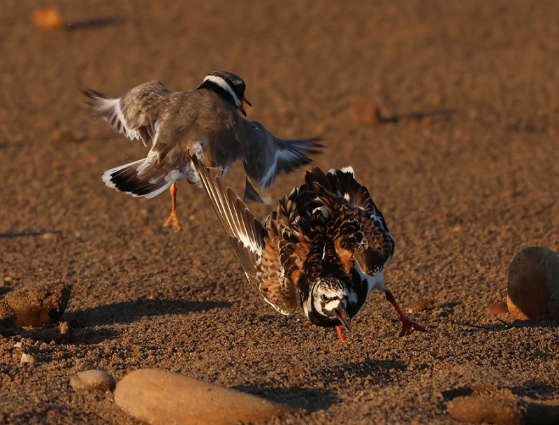 Ringed Plover with trespassing Turnstone - Tate Lloyd.