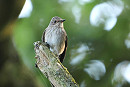 Spotted Flycatcher - Tate Lloyd.