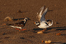 Ringed Plover with trespassing Turnstone - Tate Lloyd.
