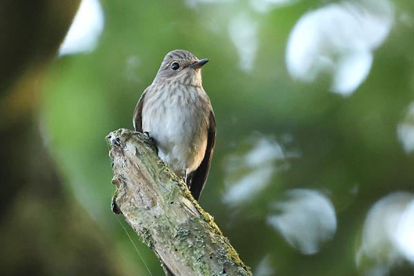 Spotted Flycatcher - Tate Lloyd.