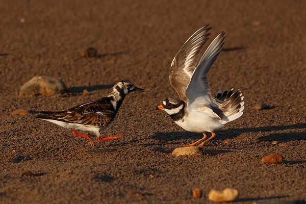 Ringed Plover with trespassing Turnstone - Tate Lloyd.