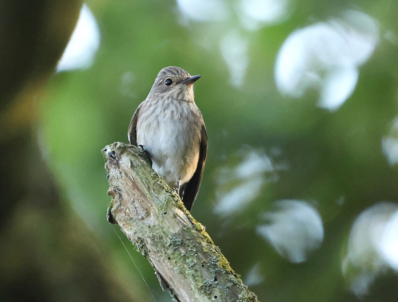 Spotted Flycatcher - Tate Lloyd.