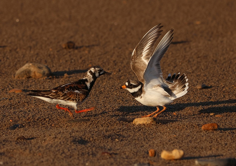 Ringed Plover with trespassing Turnstone - Tate Lloyd.