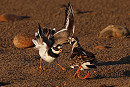 Ringed Plover with trespassing Turnstone - Tate Lloyd.
