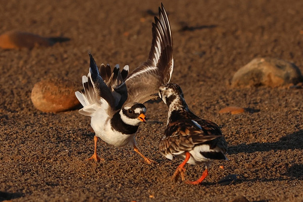 Bird sightings Monday, 18 May 2026