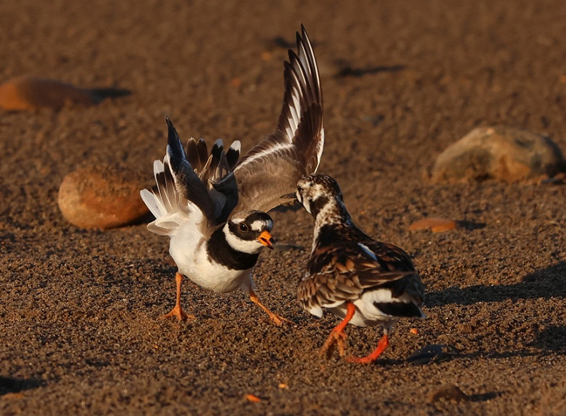 Ringed Plover with trespassing Turnstone - Tate Lloyd.