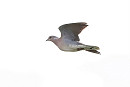 Turtle Dove - Tate Lloyd.