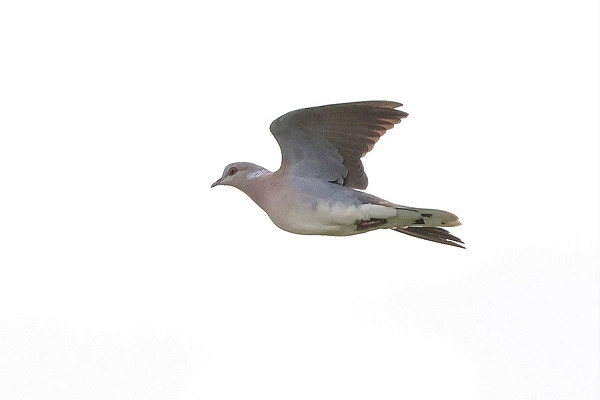 Turtle Dove - Tate Lloyd.