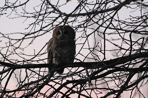 Tawny Owl - Paul French.