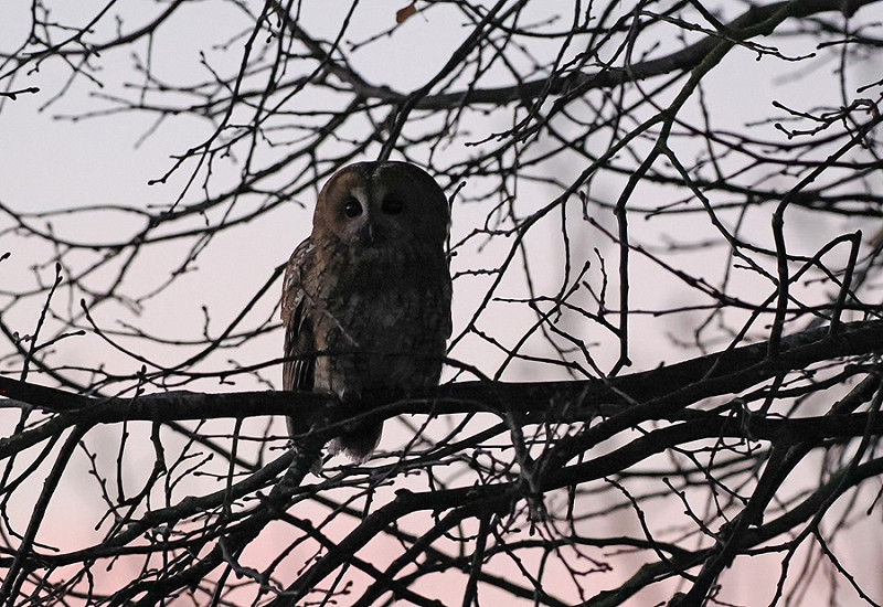 Tawny Owl - Paul French.