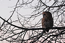 Tawny Owl - Paul French.