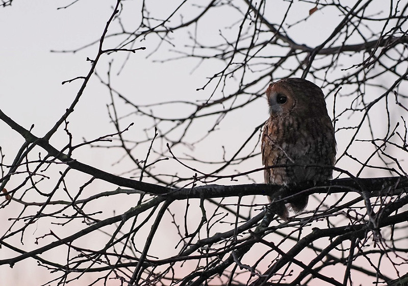 Tawny Owl - Paul French.