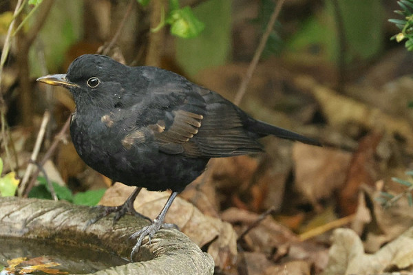 Blackbird - Tony Broom.